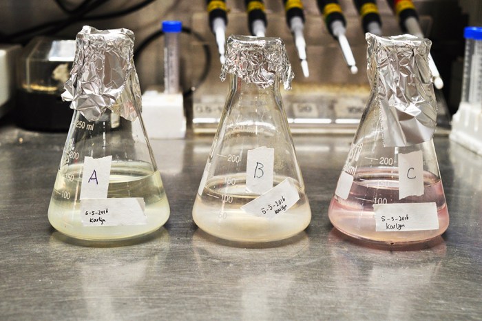 colour gradient, colour, algae, genspace, Karlijn Sibbel, dunaliella salina, salinity