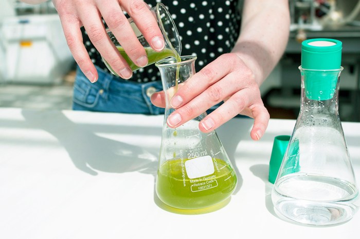 algae, algaeparc, Karlijn Sibbel, Wageningen University, laboratory, culturing, biodesign