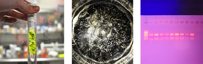 Genspace, Karlijn Sibbel, algae, music patterns, cymatics, PCR, Biohacker Bootcamp, research