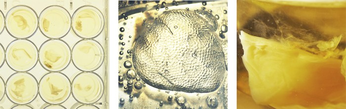 Kombucha, Karlijn Sibbel, Genspace, Bacterial Cellulose, biodesign