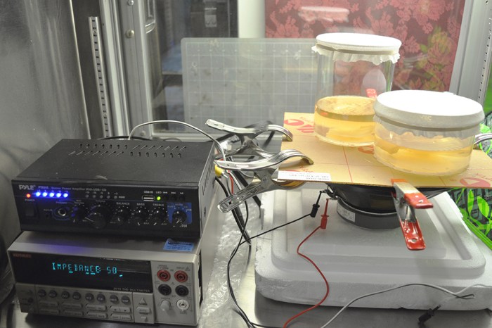 Karlijn Sibbel, Kombucha, cymatics, growth, patterns, liquid, subwoofer, bacterial cellulose, genspace